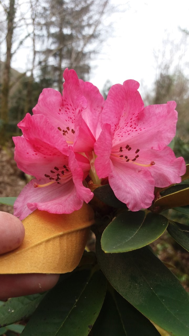 pachysanthum x microgynum (as gymnocarpum)